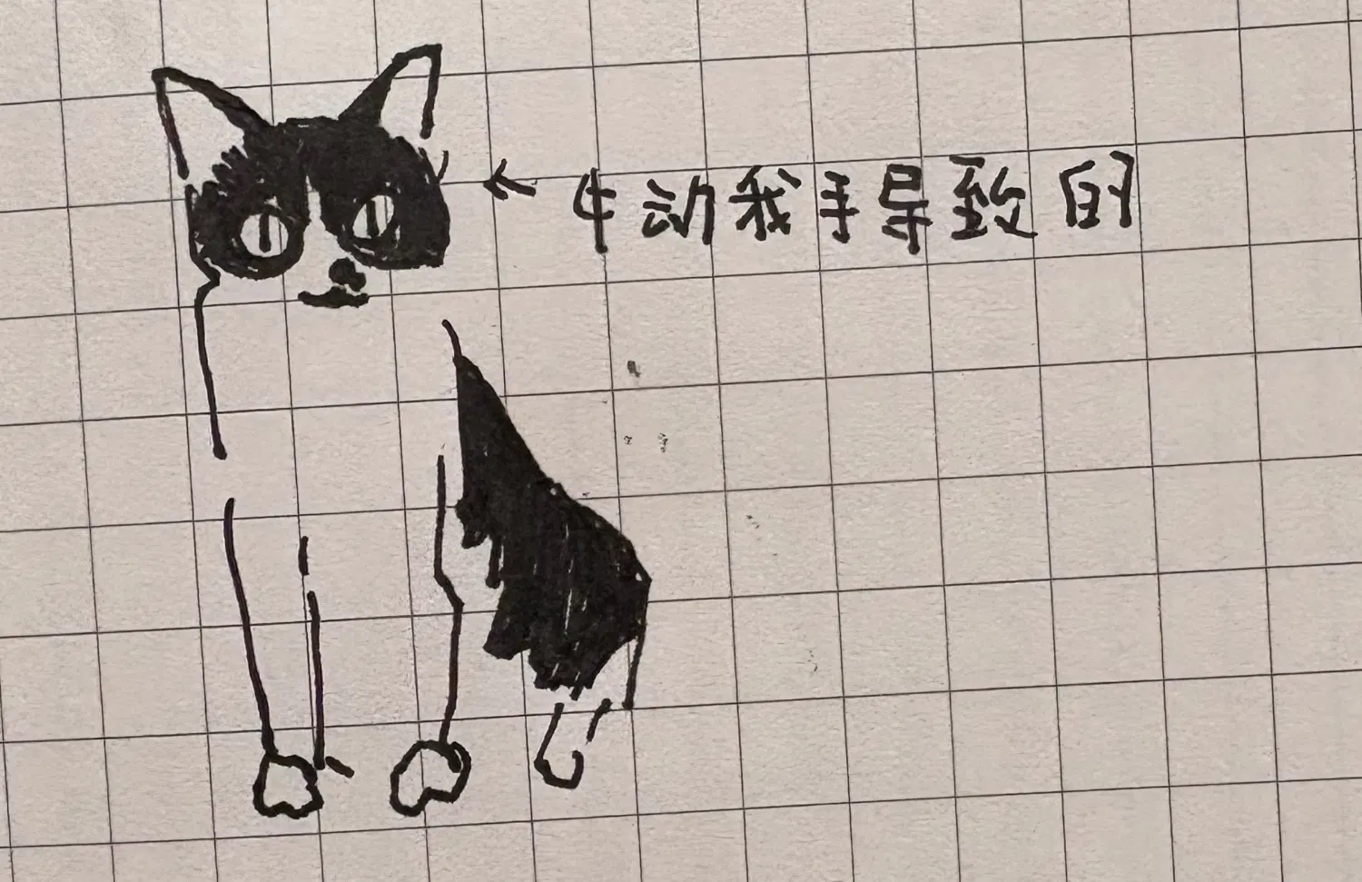 奶牛猫正面简笔画，脸边偏出一条线，注明是小牛碰我手导致的