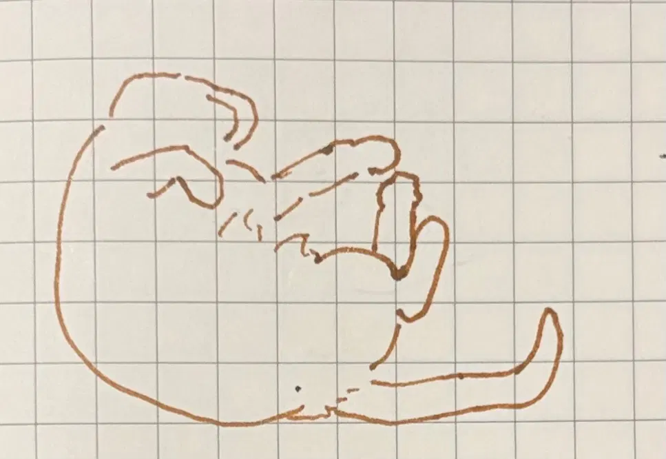 猫躺着在睡简笔画